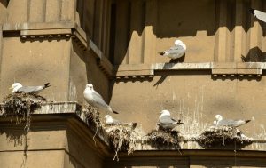 Coccidiose bij jonge honden - Coccidiose bij jonge honden