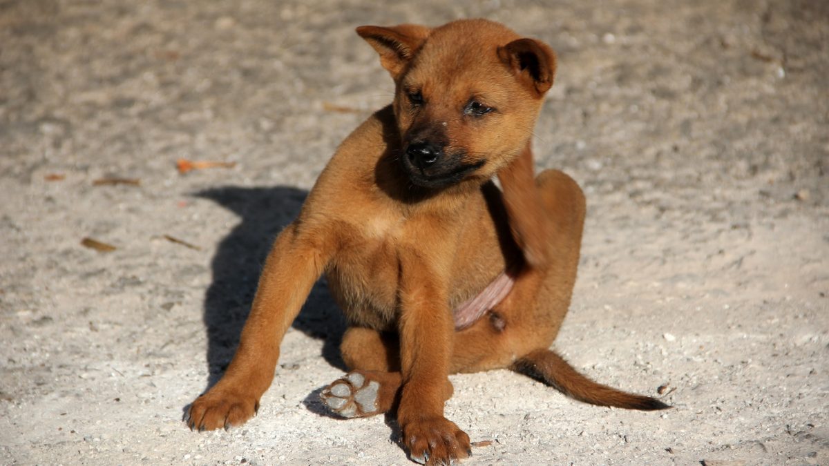 Vlooien bij honden herkennen en bestrijden - hond met vlooien