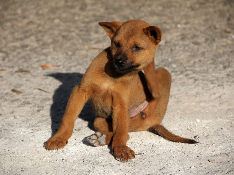 Vlooien bij honden herkennen en bestrijden - hond met vlooien