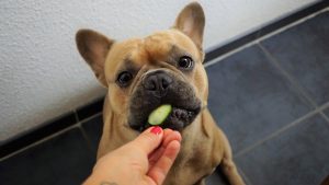 Welk fruit mag een hond eten en welk fruit niet - Welk fruit mag een hond eten en welk fruit niet