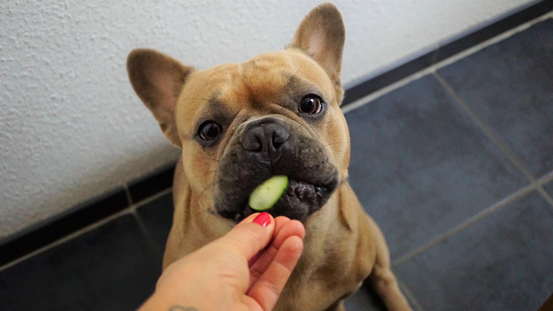 Welk-fruit-mag-een-hond-eten