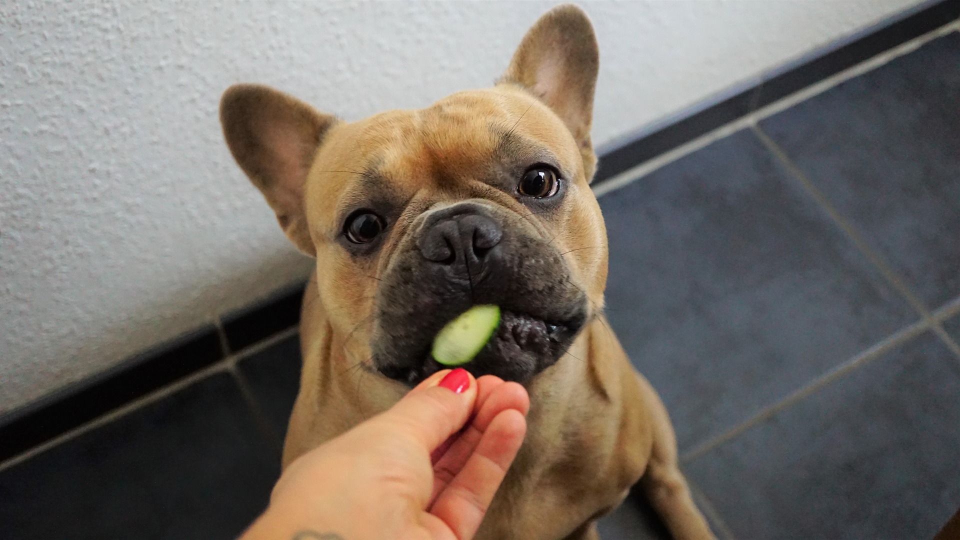 Welk-fruit-mag-een-hond-eten