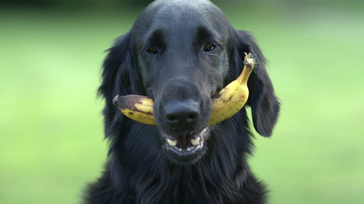 Welk fruit mag een hond eten, welk fruit niet - fruit hond