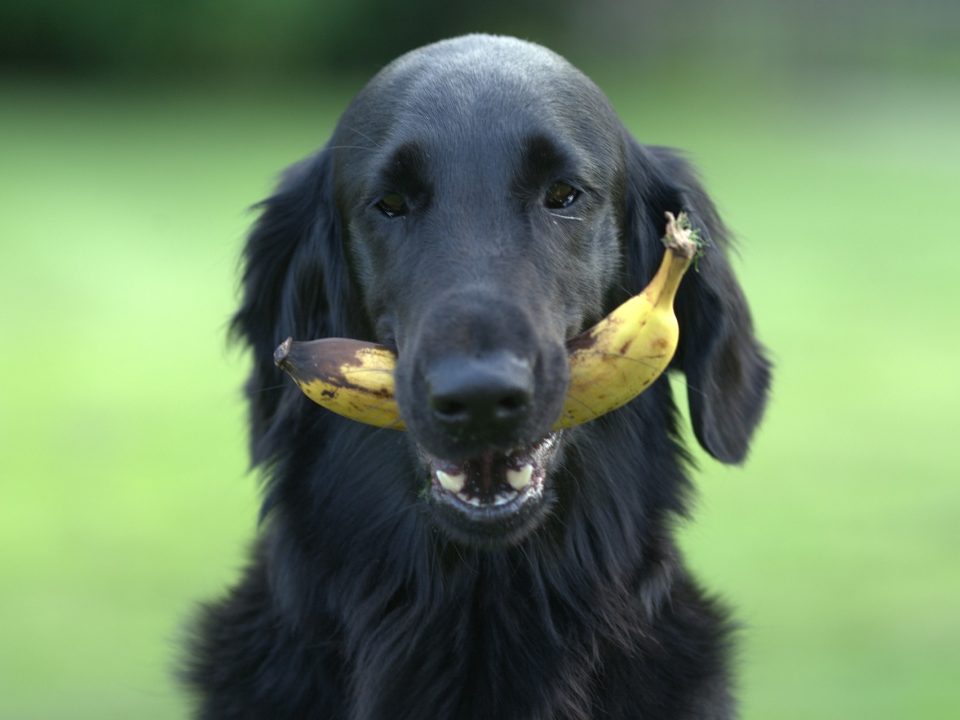 Welk fruit mag een hond eten, welk fruit niet - fruit hond