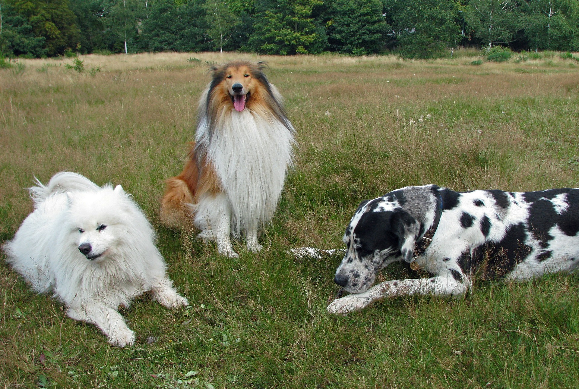 Alle Hondenrassen Met Foto Hondenrassen De Nieuwe Hond Alle Hondenrassen Met Foto Hondenrassen De Nieuwe Hond
