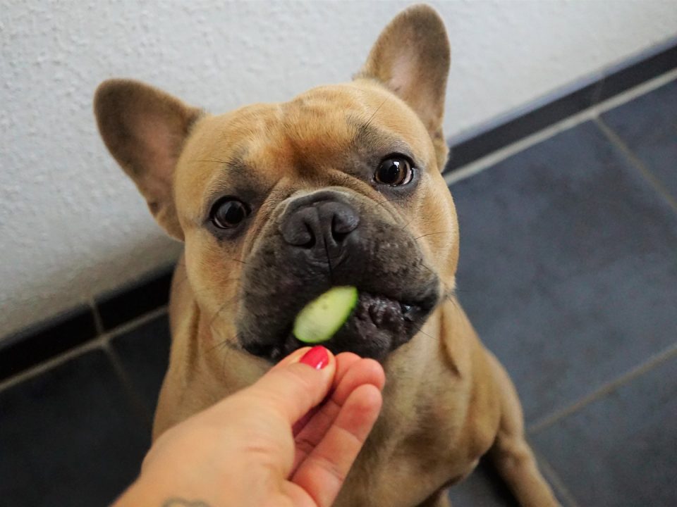 welke groenten honden eten