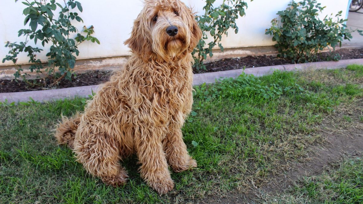 Labradoodle