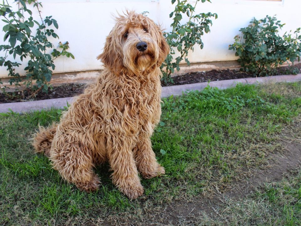 Labradoodle