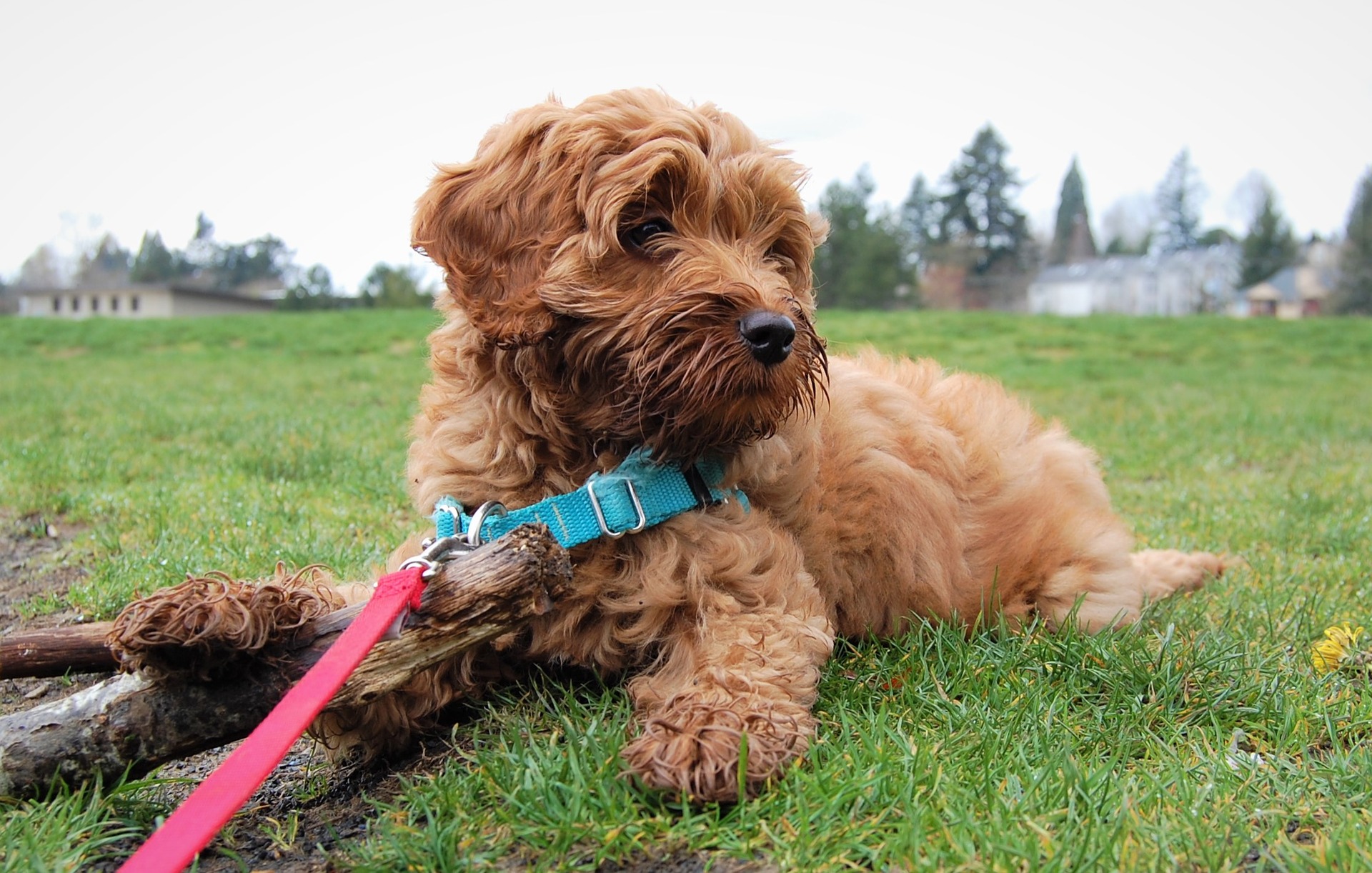 Labradoodle puppy