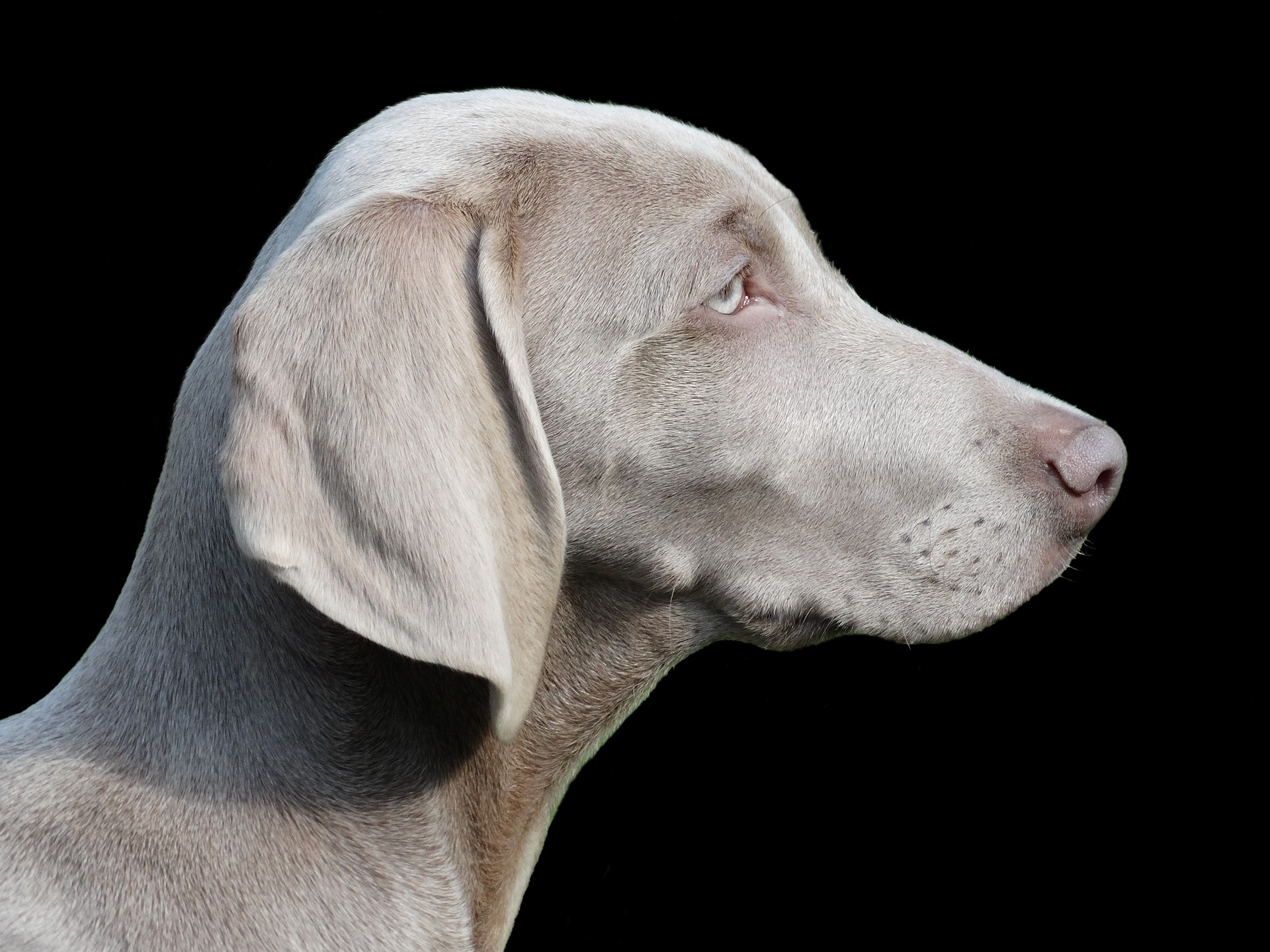 Weimaraner - grote honden