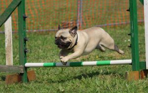 nieuwe hond trainen