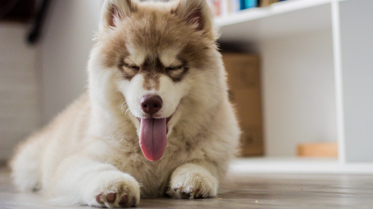 pomsky puppy