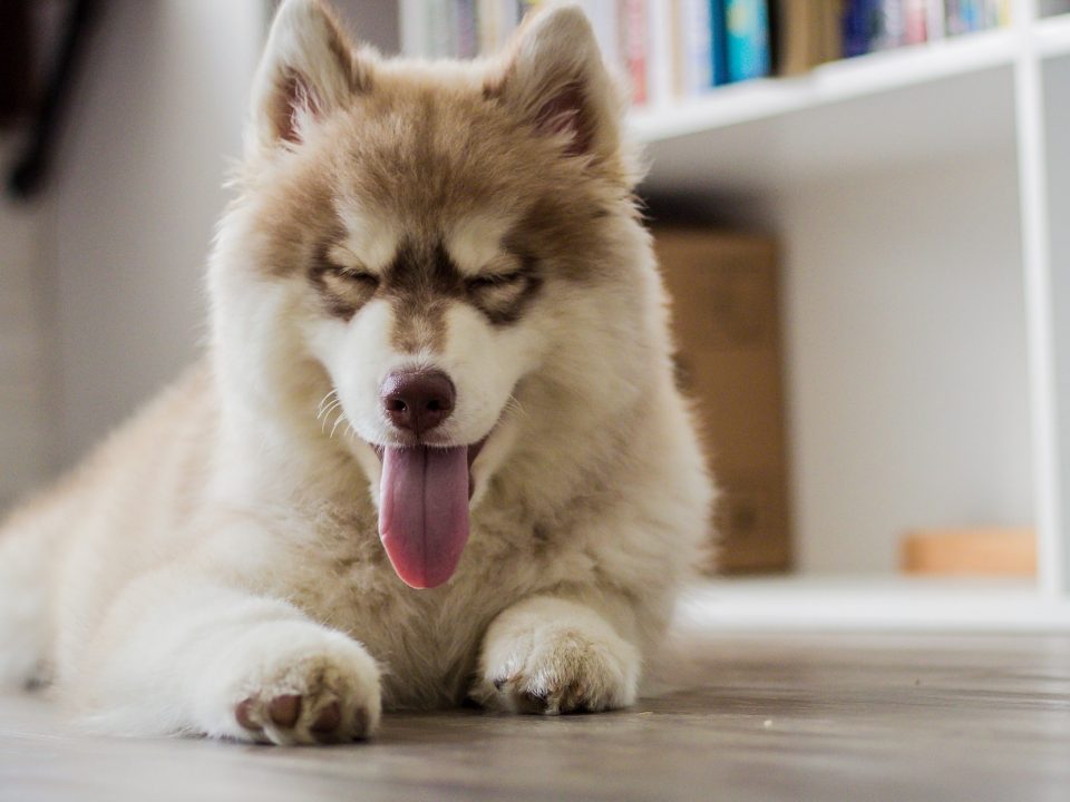 pomsky puppy