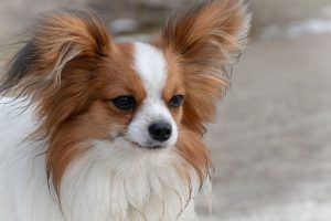 vlinderhond dwergspaniel