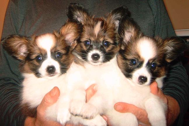 vlinderhond papillons