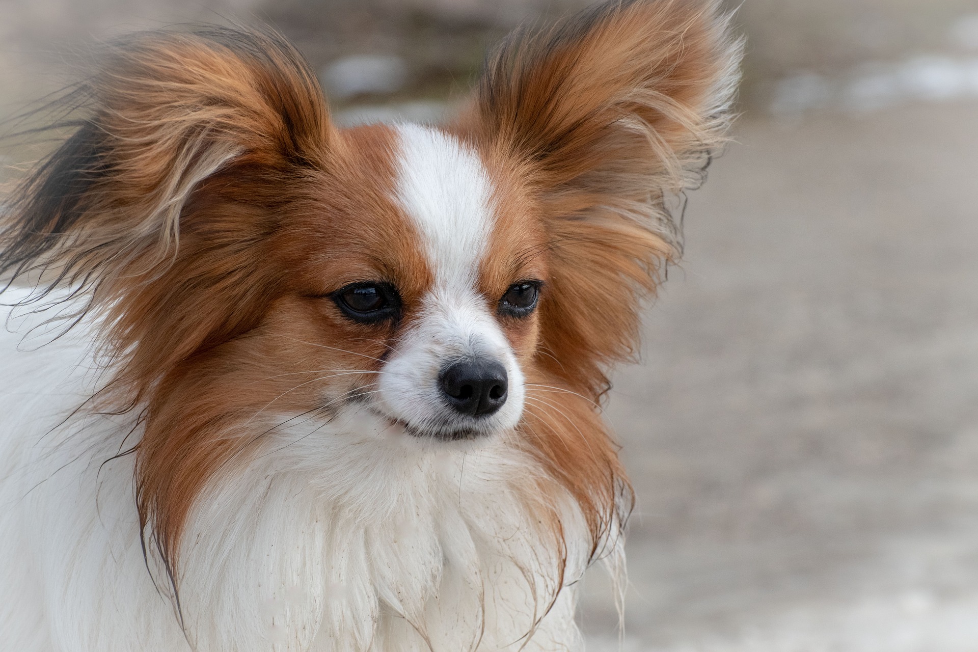 vlinderhond dwergspaniel