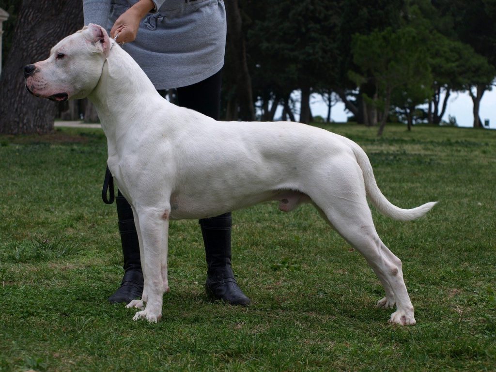 Witte hondenrassen - Argentijnse Dog