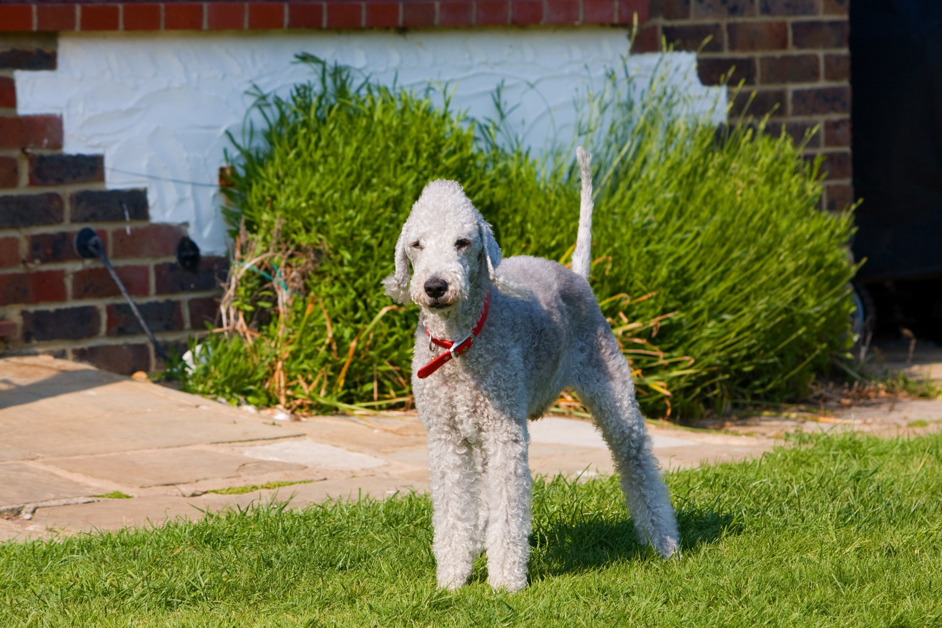 Witte hondenrassen - Bedlington Terrier