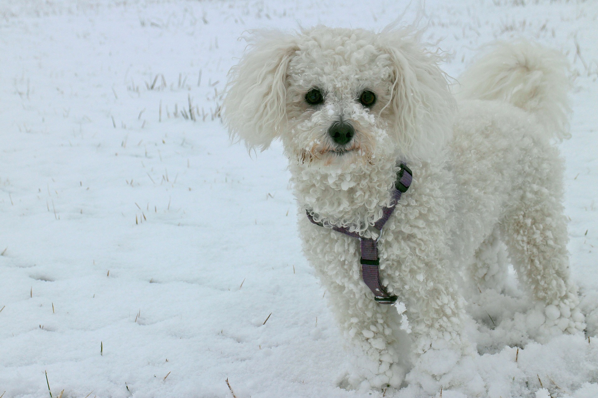 Witte hondenrassen -Bichon frise