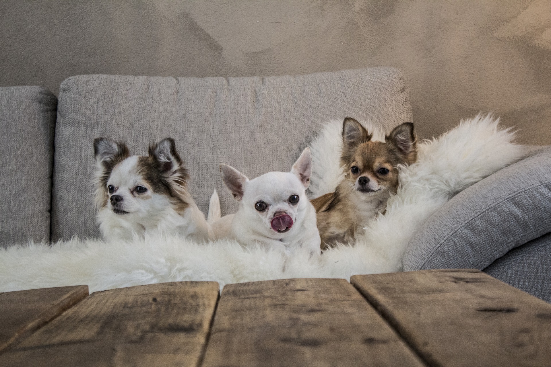 Witte hondenrassen - Chihuahua karakter