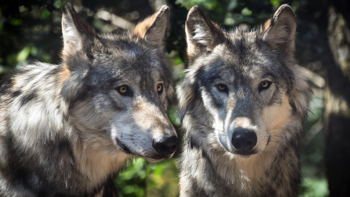 Gedrag en karakter van de hond