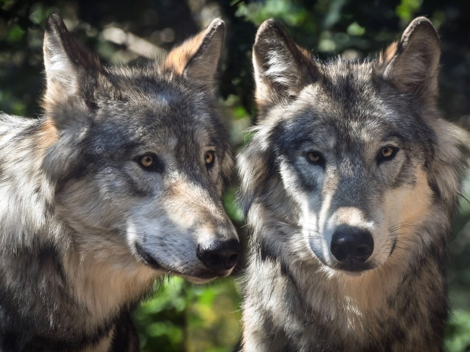 Gedrag en karakter van de hond