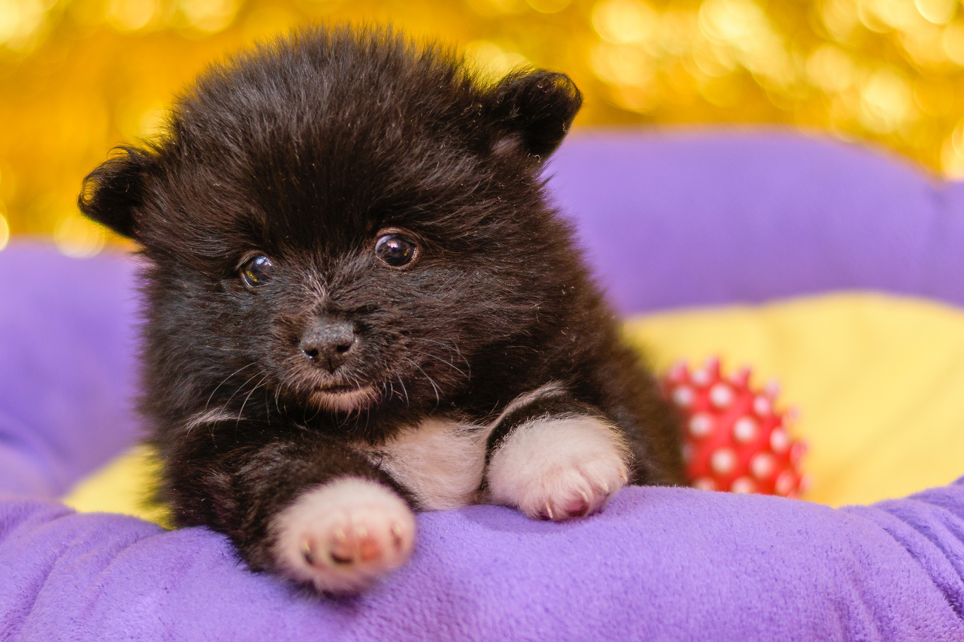 Keeshond - Pomeranian puppy info