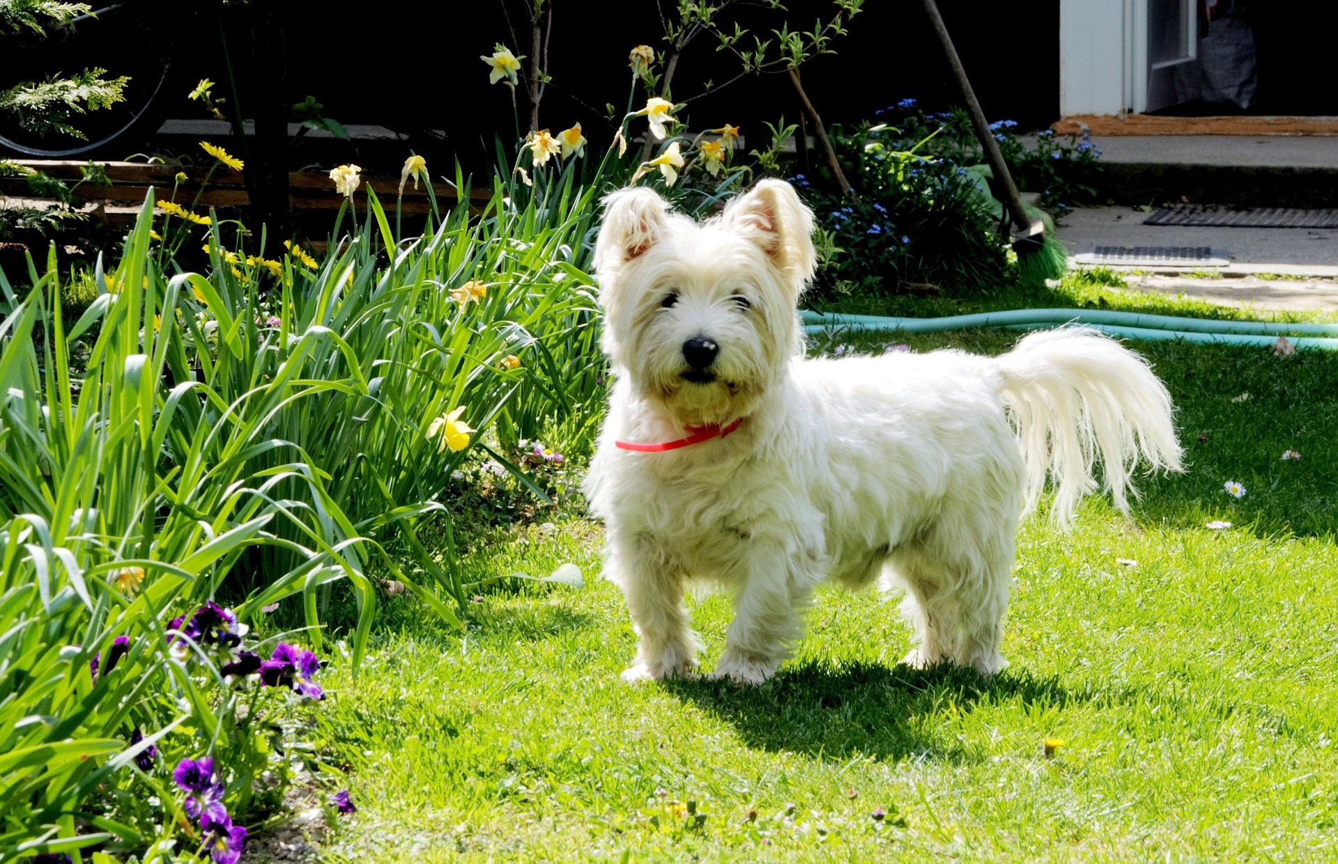 Witte hondenrassen - West highland white terrier