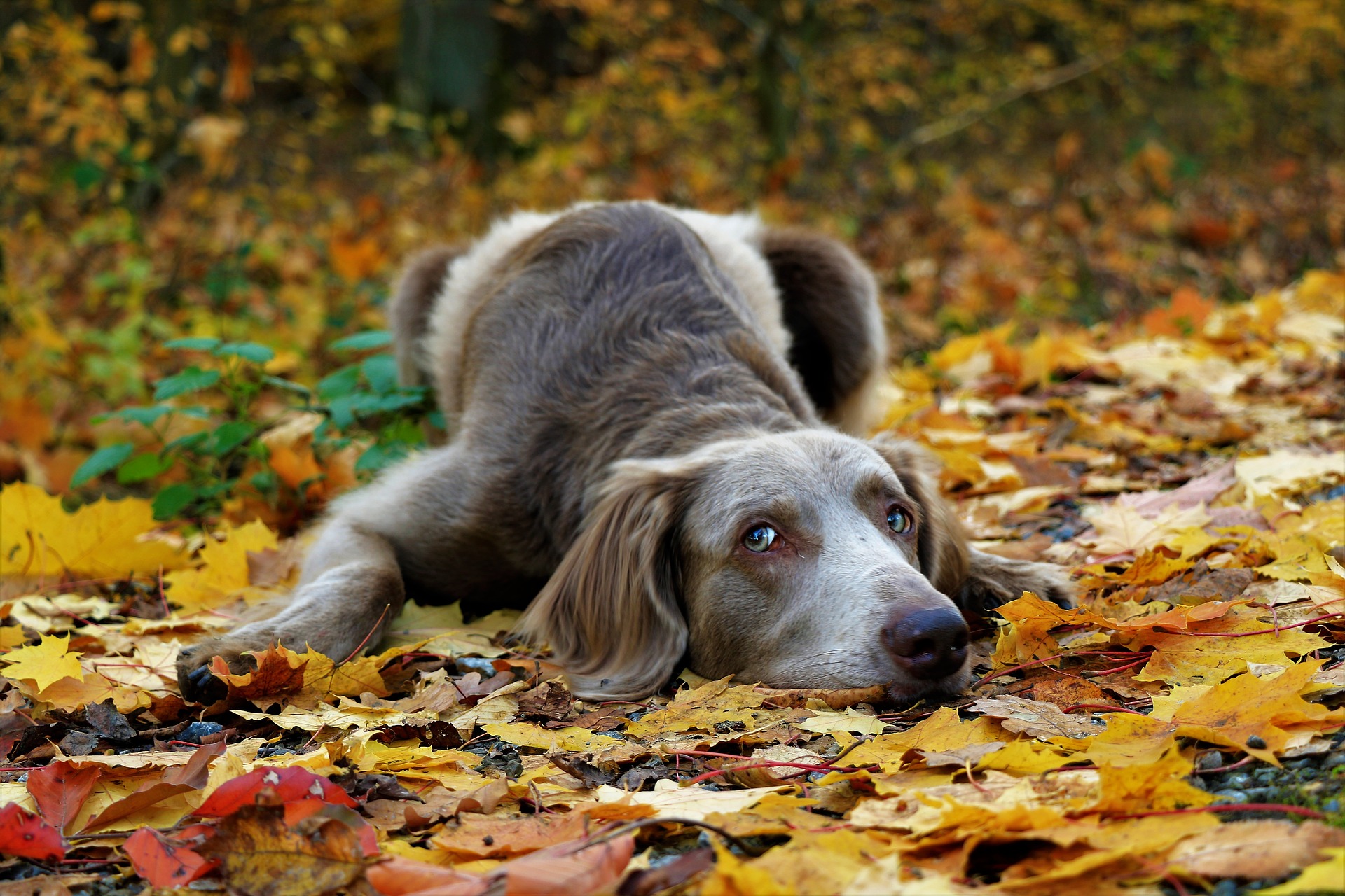 herfstbladeren gevaarlijk