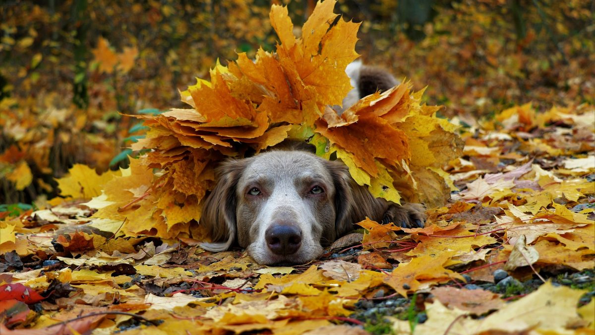 herfstbladeren gevaarlijk