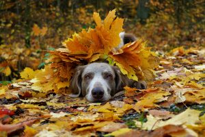 herfstbladeren gevaarlijk