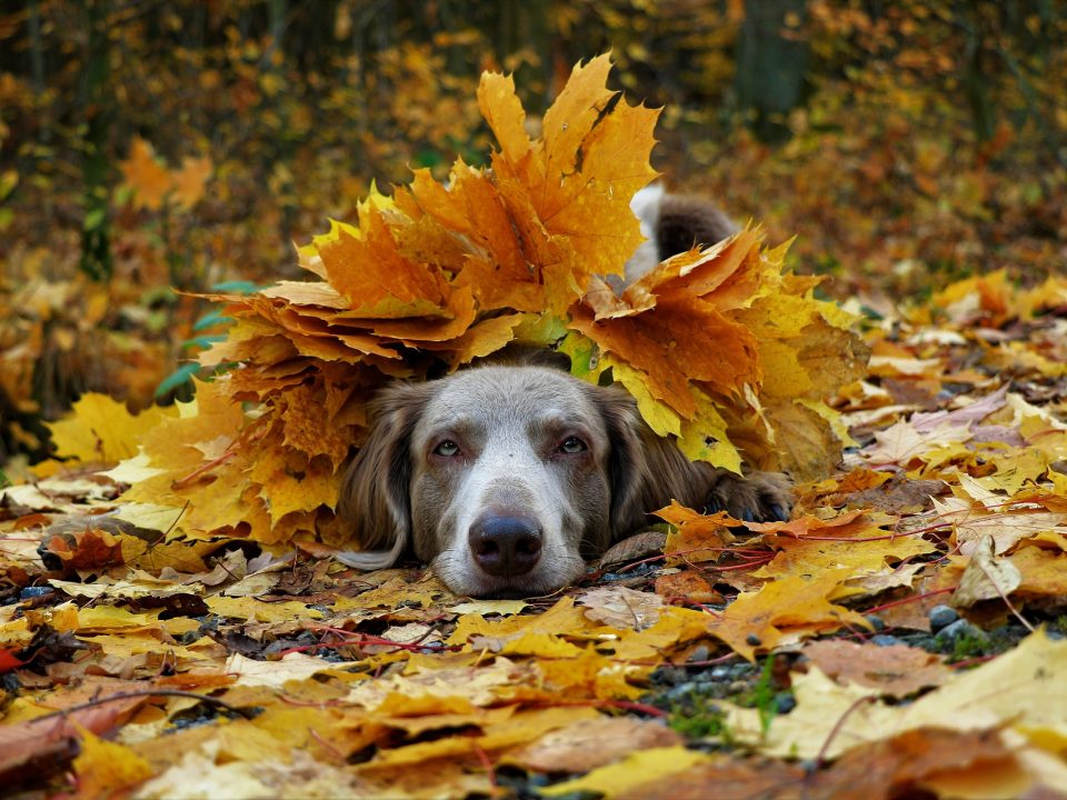 herfstbladeren gevaarlijk