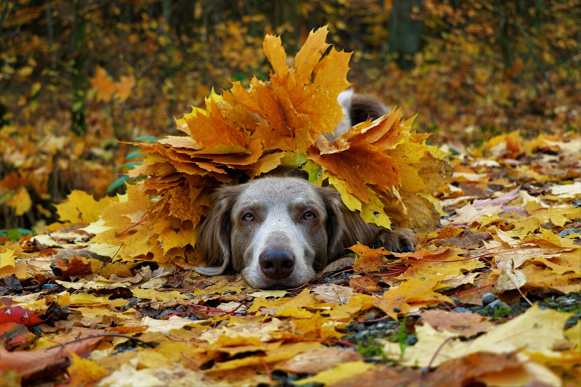 Herfstbladeren Gevaarlijk Voor Honden De Nieuwe Hond