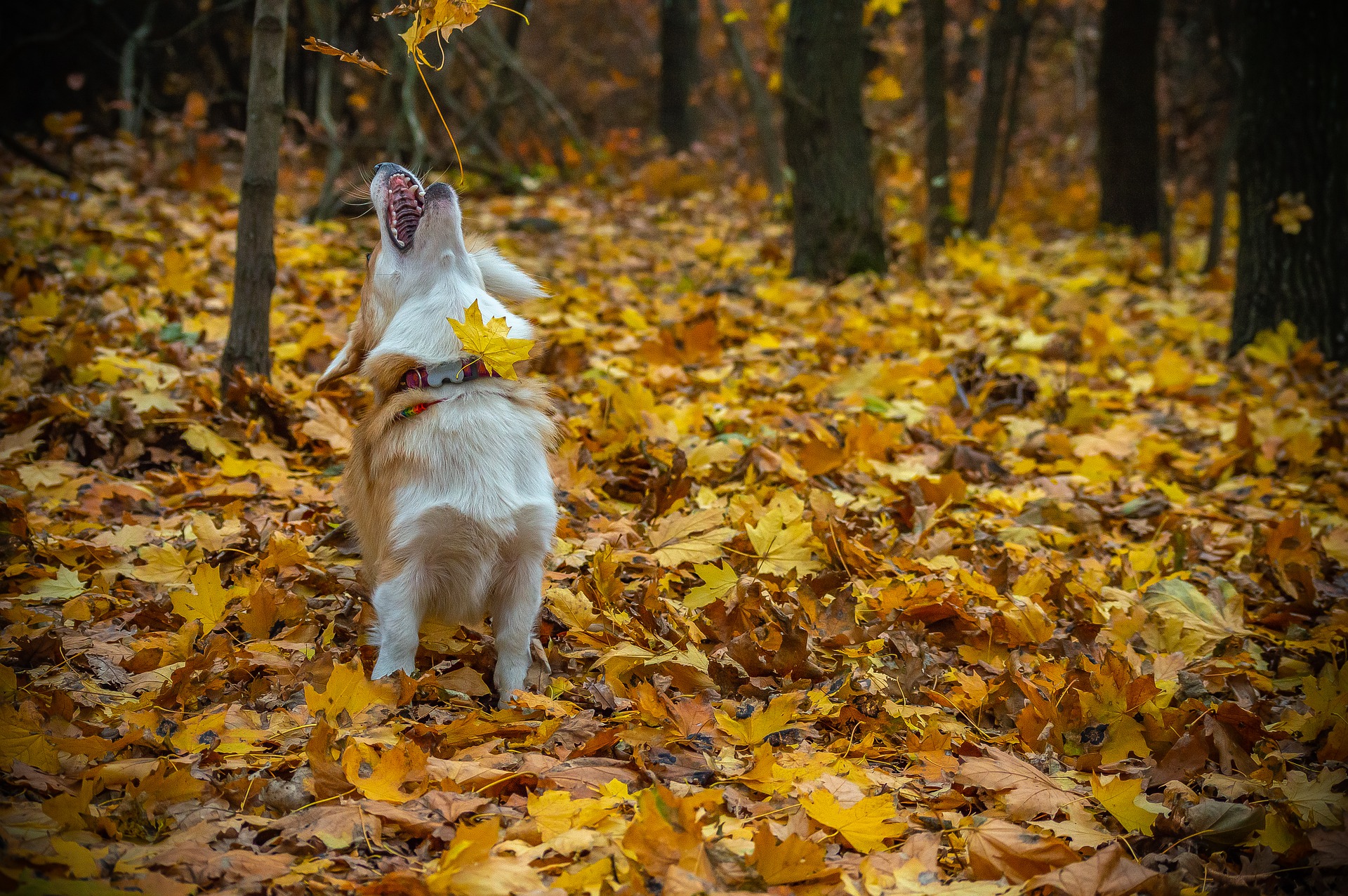 herfstbladeren gevaarlijk