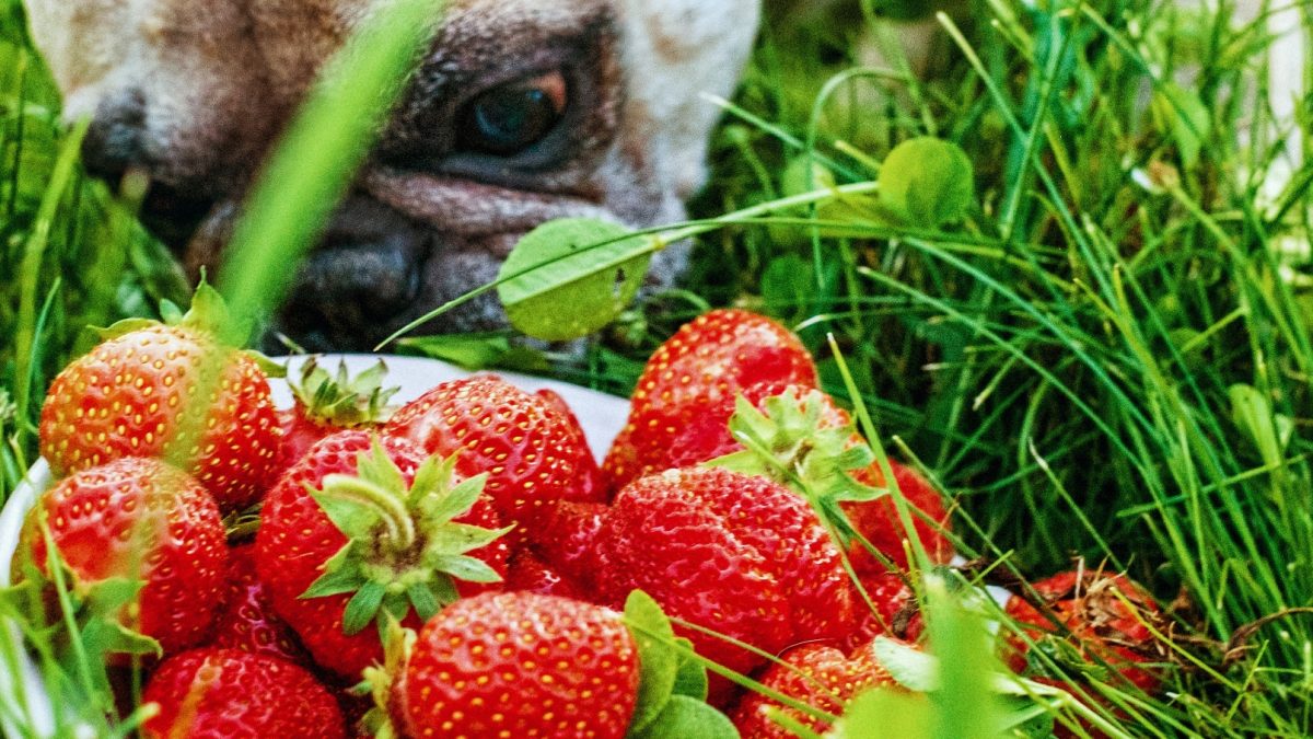 hond aardbeien