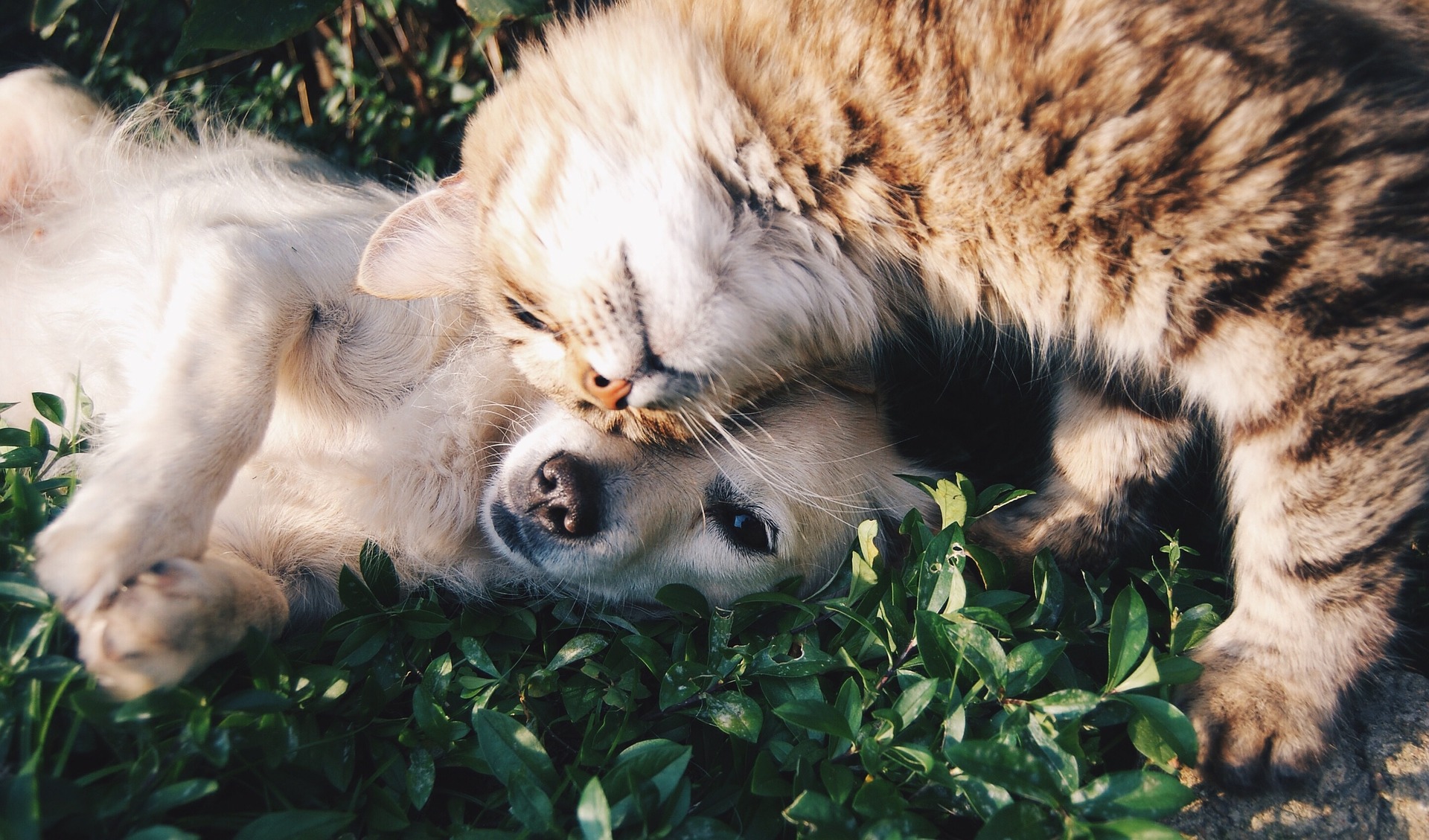hond en kat vrienden