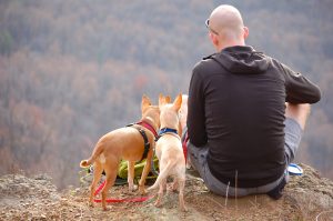 hondenoppas dogsitter