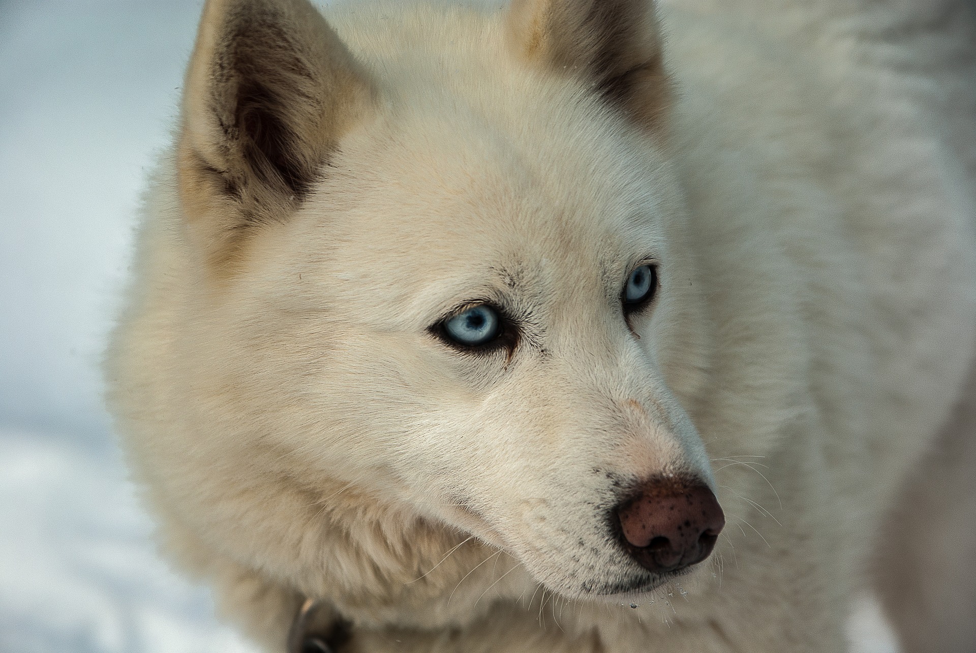 Witte hondenrassen - Husky