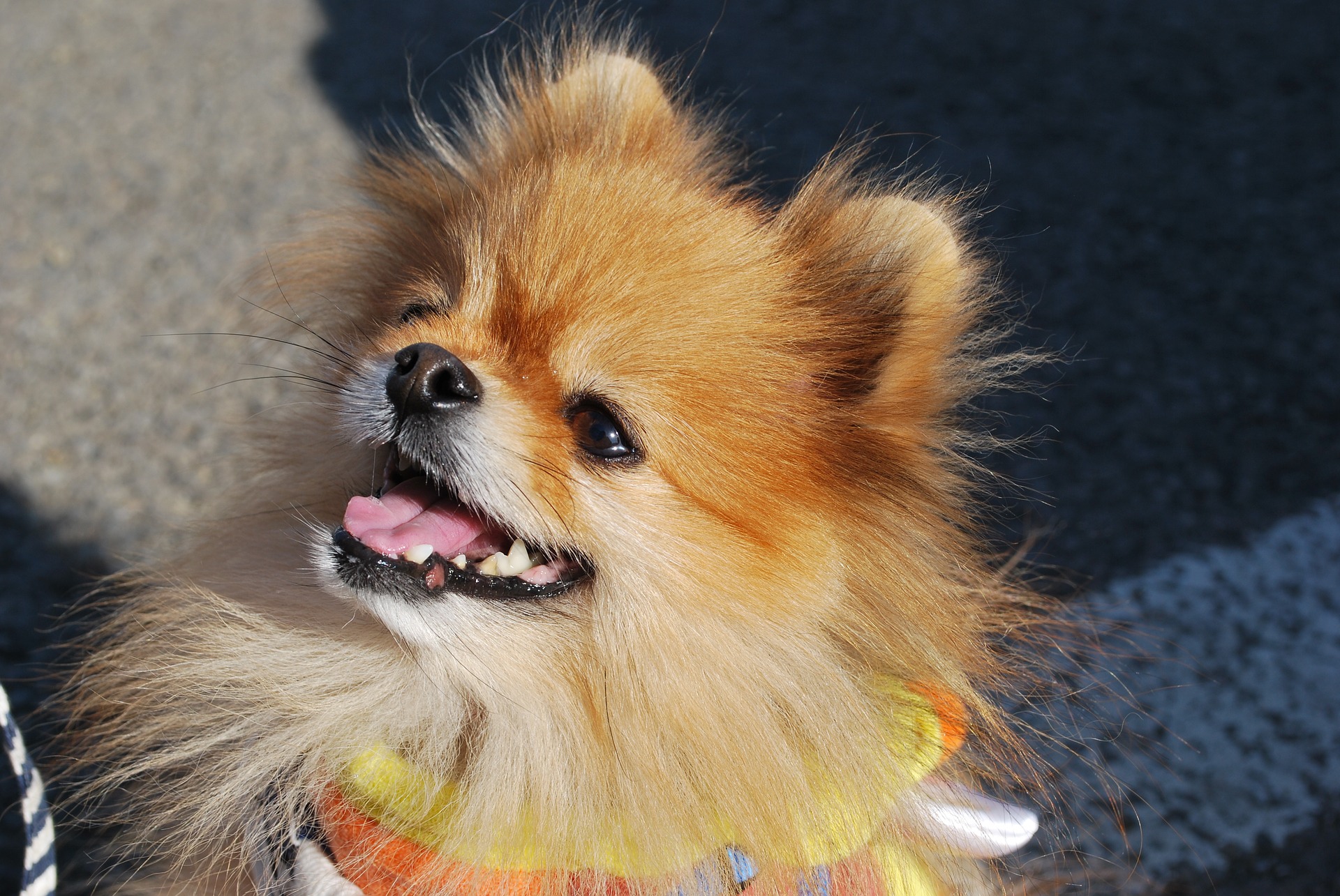 pomeranian- keeshond