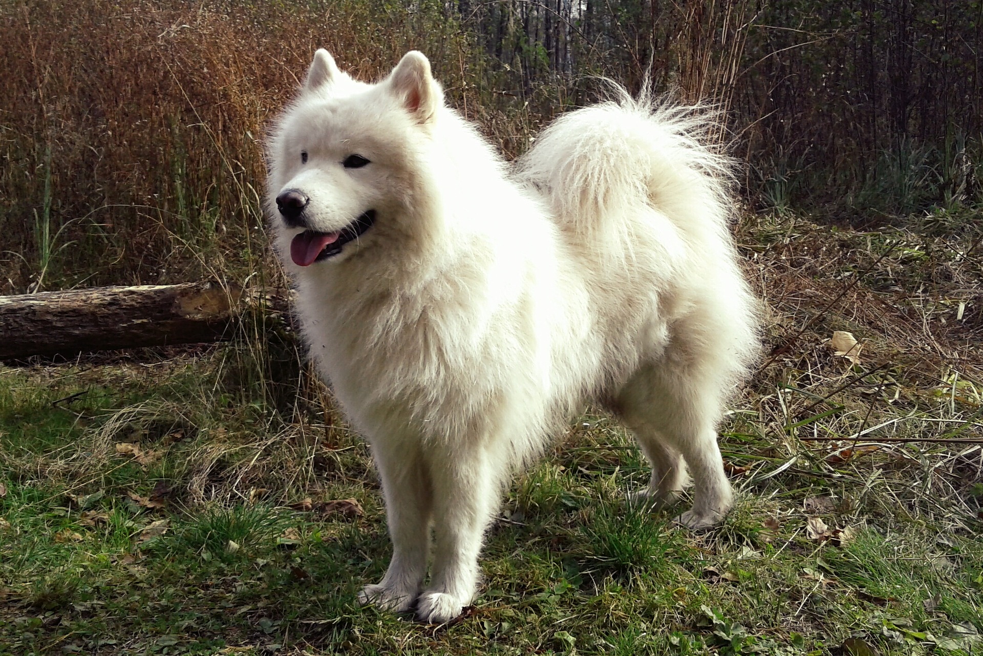 Witte hondenrassen - samoyed