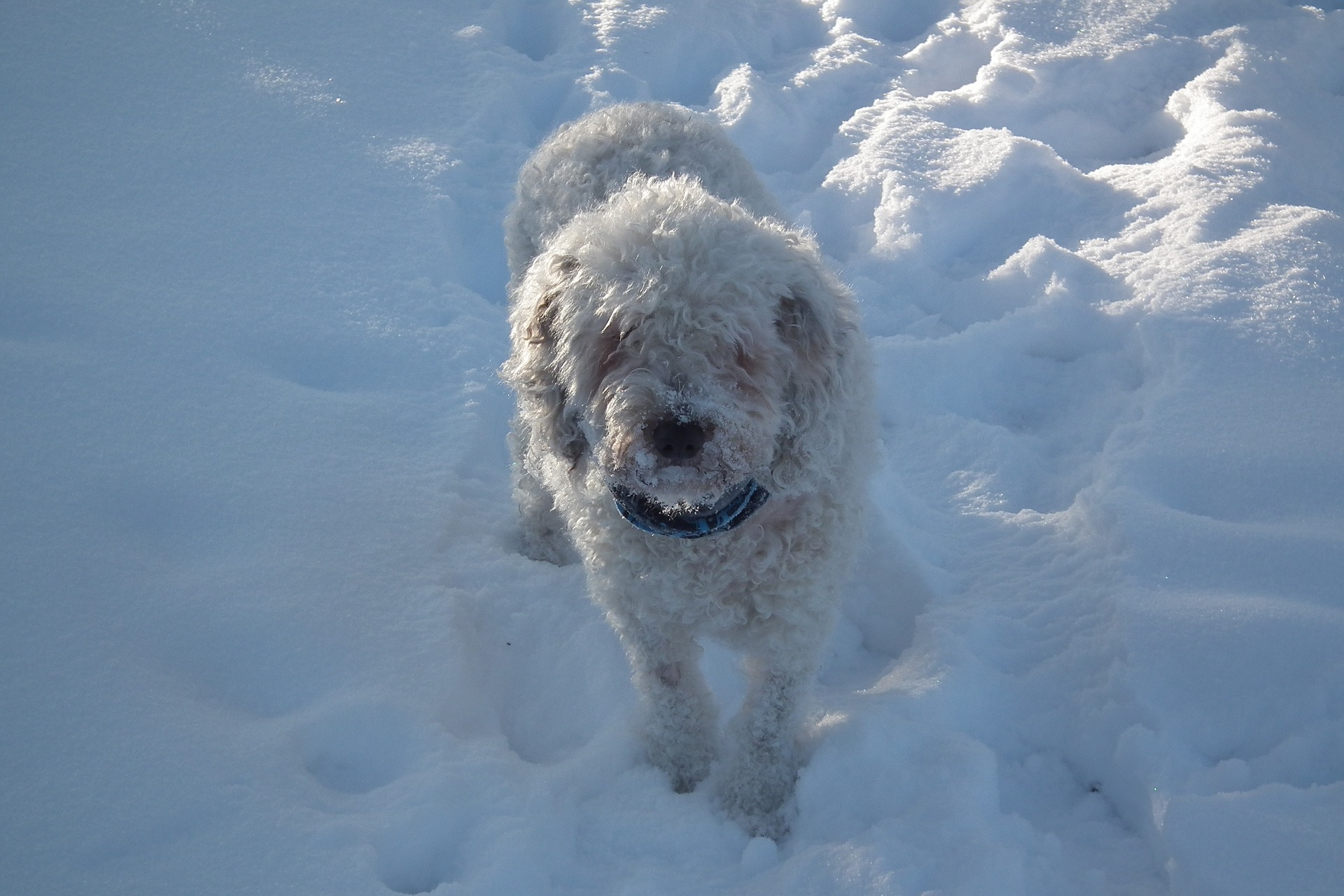 Spaanse waterhond