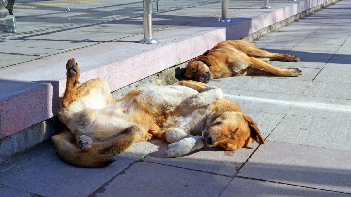 straathonden koude vloer slapen