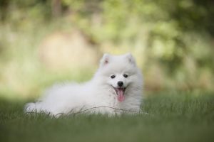 Witte grote keeshond