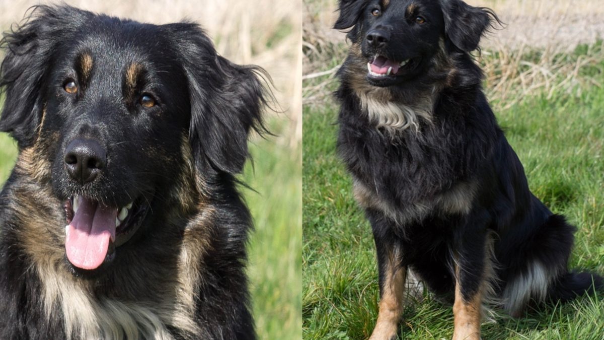 Baby ik ontbijt wrijving Australian shepherd Tess ter herplaatsing aangeboden - De Nieuwe Hond