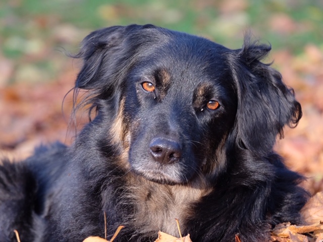 Australian shepherd Rescue Fund tess 