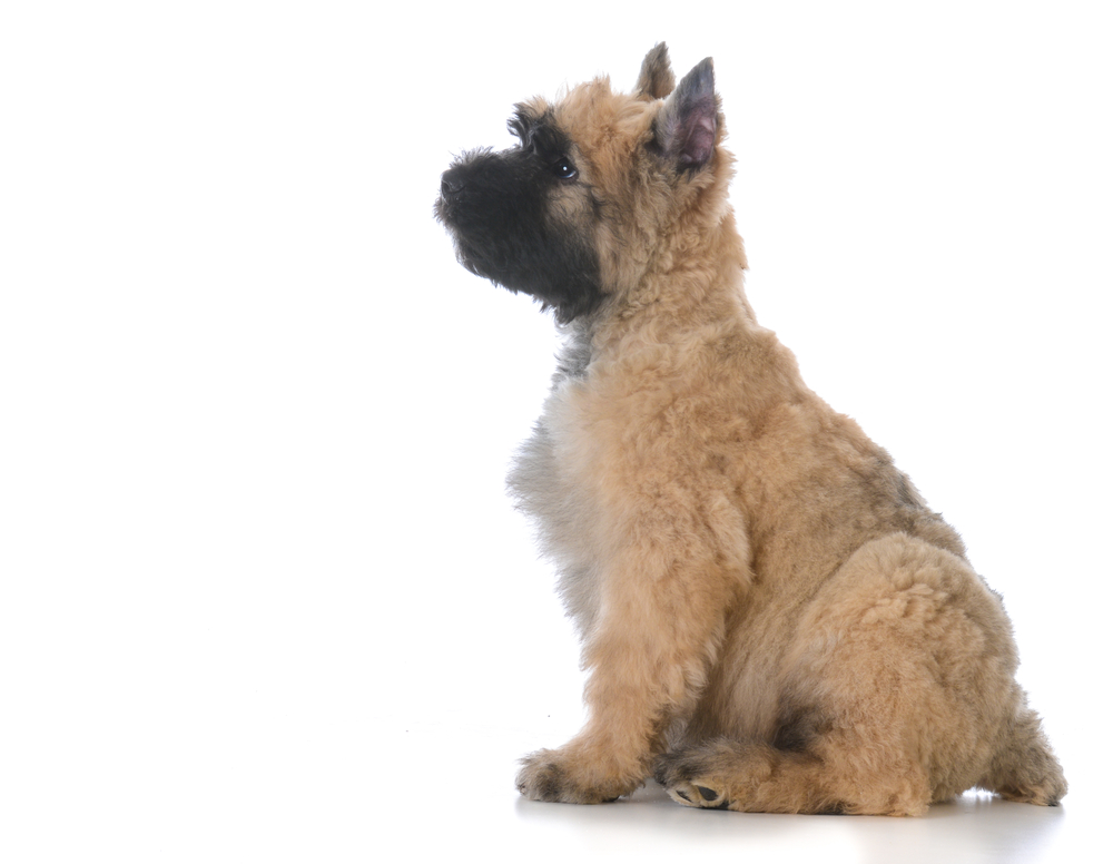 bouvier puppy sitting Depositphotos_183173144_S