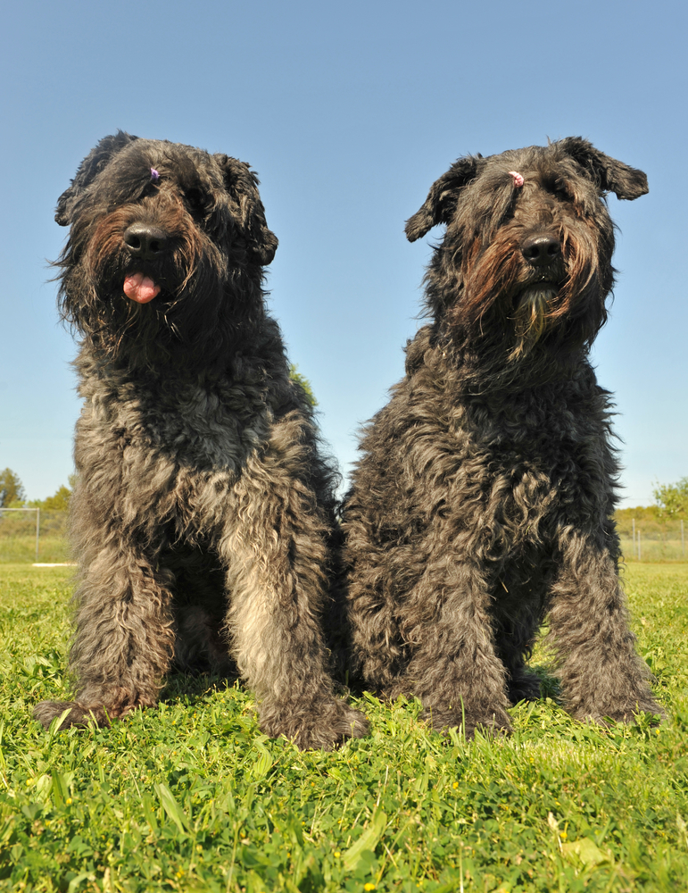 Bouvier des flandres Depositphotos_3019586_S