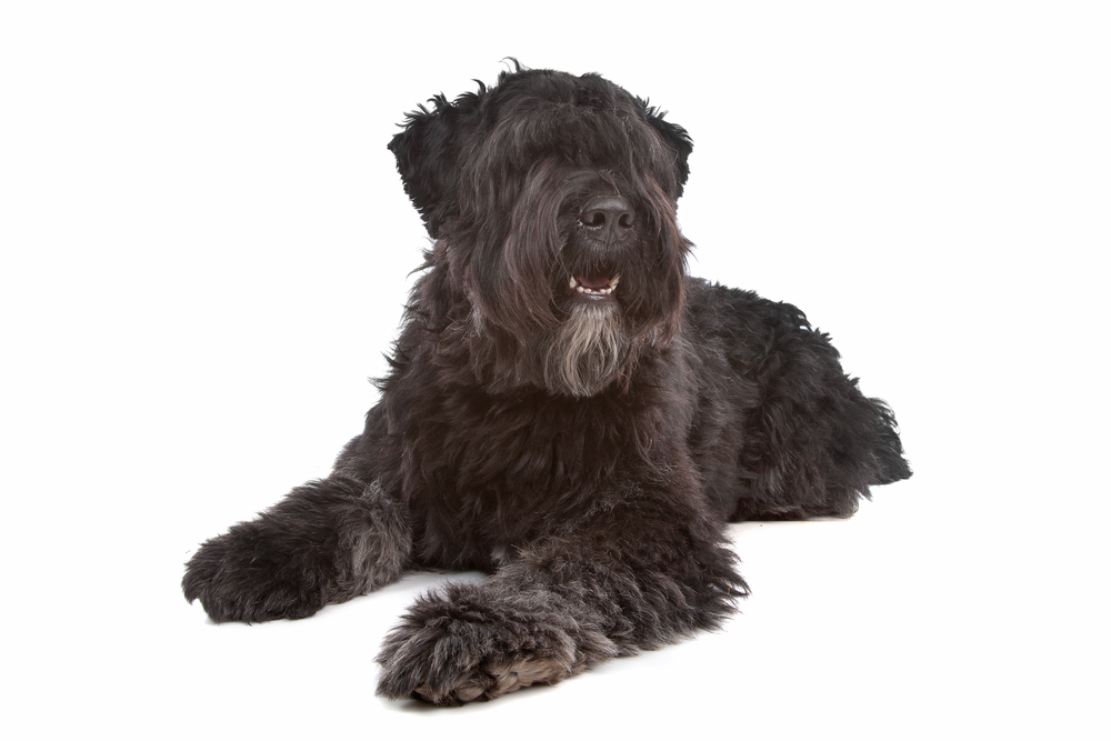 Bouvier des flandres-Depositphotos_6359335_S