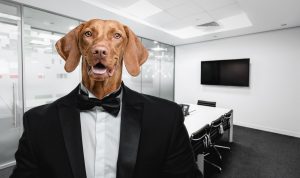 Een hond op de werkvloer doet stress verminderen