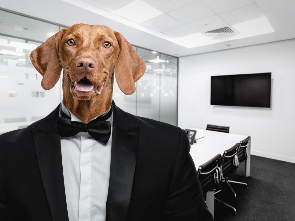 Een hond op de werkvloer doet stress verminderen